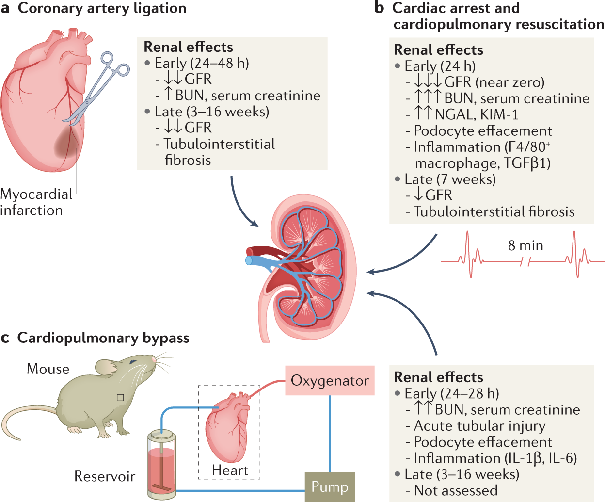 Renal Response To Saline Load In Experimental Liver Illness